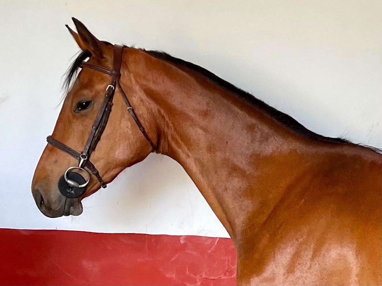 horse
